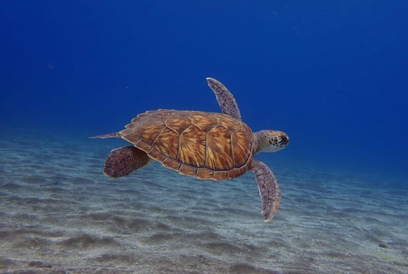 Tenerife: Abades Beach Beginner Diving Experience - Key Points