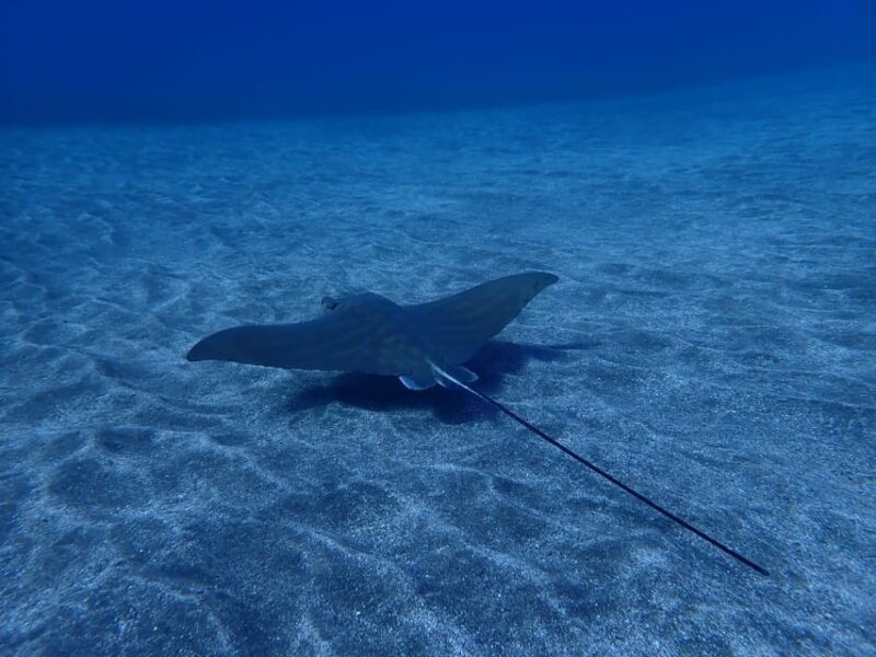 Tenerife: Abades Beach Beginner Diving Experience - What’s Included and What’s Not