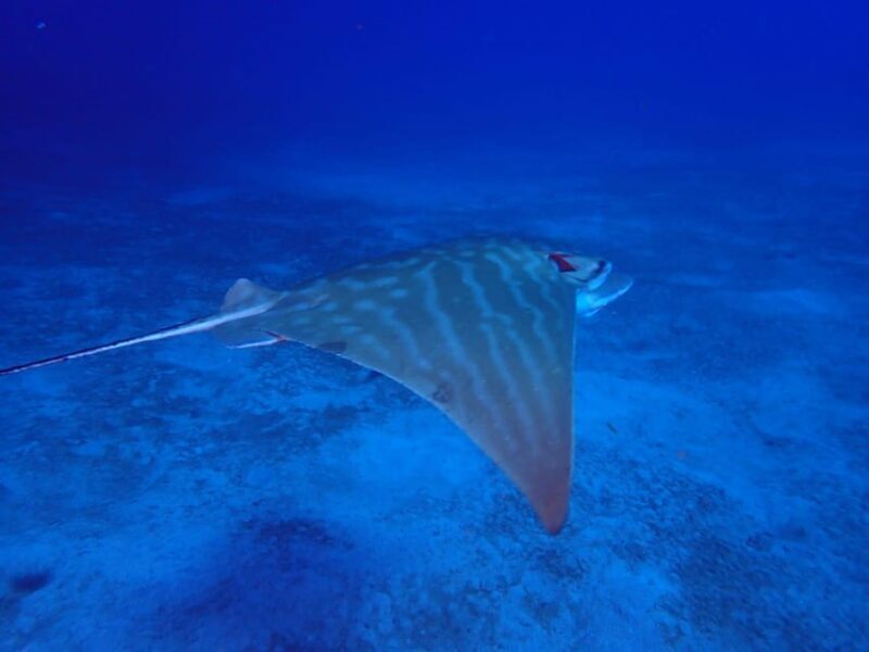 Tenerife: Abades Beach Beginner Diving Experience - How the Experience Feels and Who It’s Best For