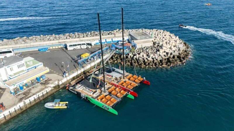 Tenerife: Adults-Only Whale & Dolphin Catamaran Cruise - Who Is This Tour Best Suited For?