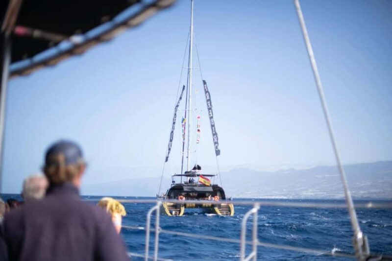 Tenerife: Adults-Only Whale & Dolphin Catamaran Cruise - Frequently Asked Questions