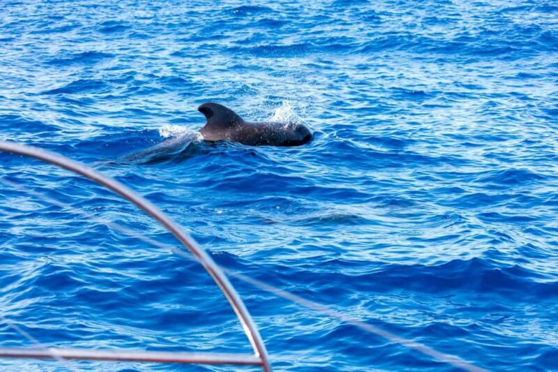 Tenerife: Adults-Only Whale & Dolphin Catamaran Cruise - Final Thoughts: Who Will Appreciate This Experience?