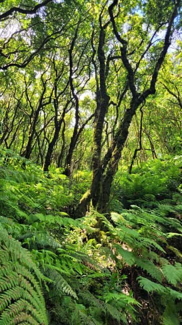 Tenerife Anaga Mountains: Circular hike through the Taganana Valley - small group max. 10 - Who Is This Tour Best For?