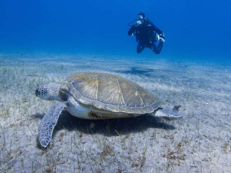 Tenerife: Beginner Scuba Dive Experience with Small Groups - The Experience Itself: An Honest Perspective