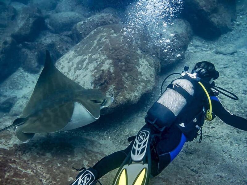 Tenerife: Beginner Scuba Dive Experience with Small Groups - Who Is This Tour Best For?