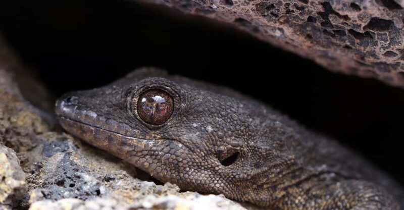Tenerife : Camino Real hike - An Overview of the Camino Real Hike Experience