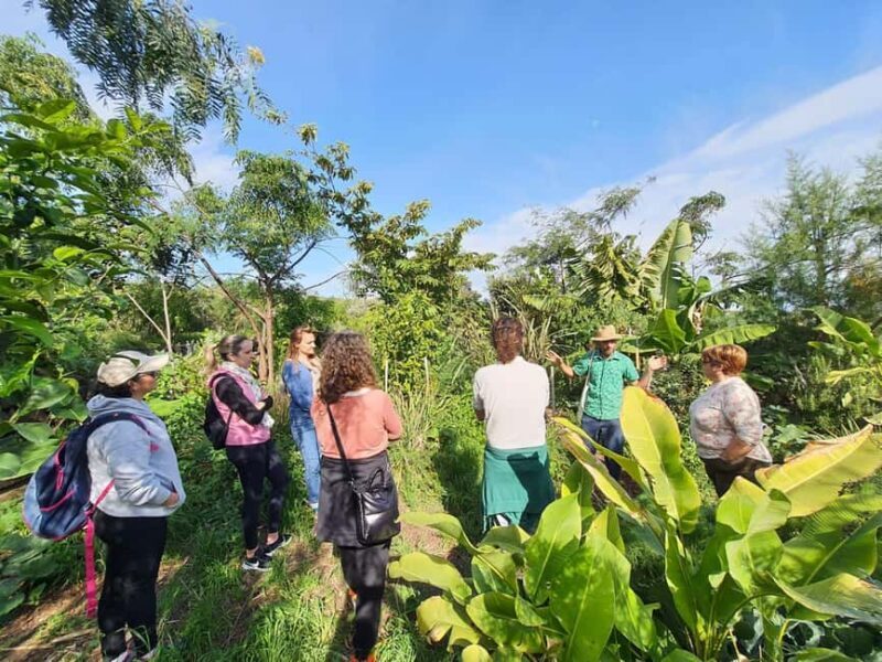 Tenerife: Discover the only vanilla cultivation in Canaries - The Value of the Experience