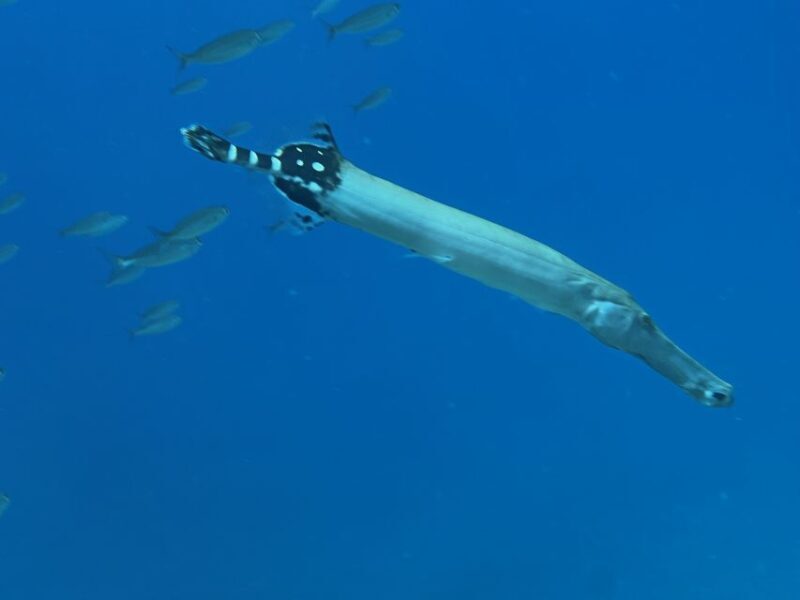 Tenerife : Diving License in one day - Key Points