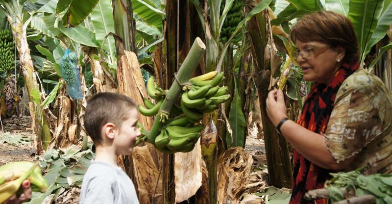 Tenerife: Finca Las Margaritas Banana Plantation Experience - What Is the Finca Las Margaritas Banana Plantation Experience?