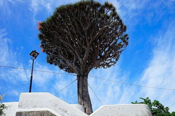 Tenerife Full Island Tour - What to Expect from the Tenerife Full Island Tour