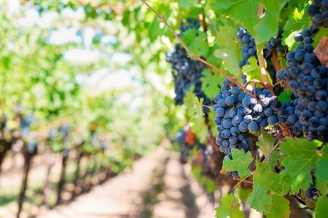 Tenerife Gastronomy Tour with Two Winery Visits and 4-Course Lunch - What to Expect from the Tenerife Gastronomy Tour