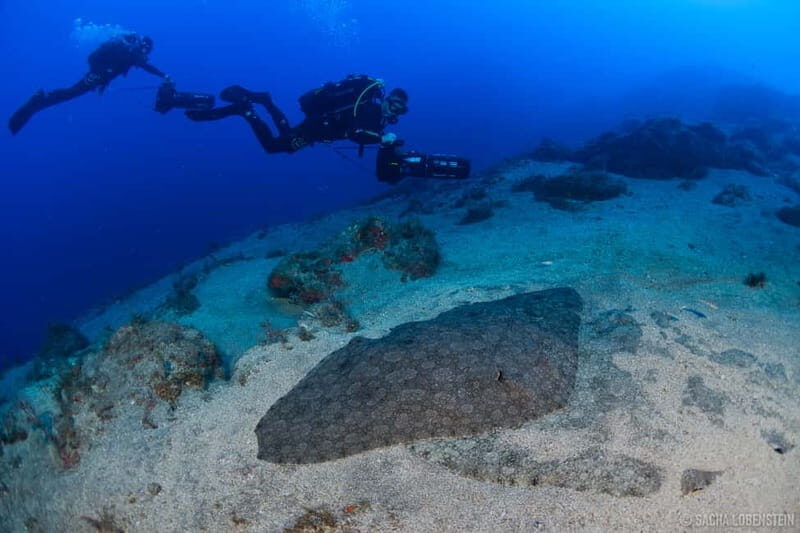 Tenerife: Guided Dive and Scooter Experience - Key Points