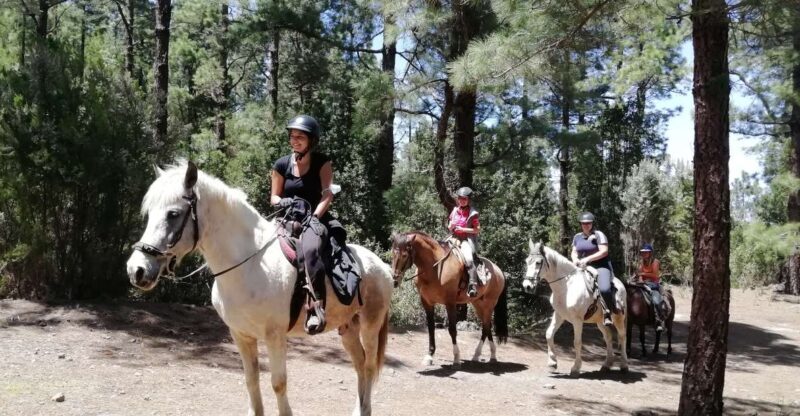 Tenerife: Guided Horseback Riding Tour to the Lomo Forest - Pricing and Value