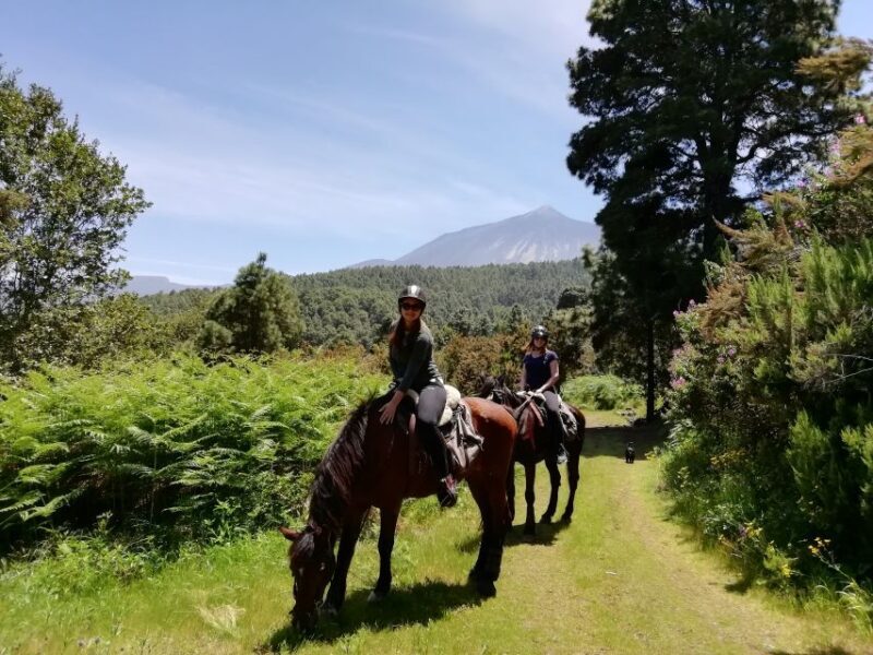 Tenerife: Guided Horseback Riding Tour to the Lomo Forest - Final Thoughts