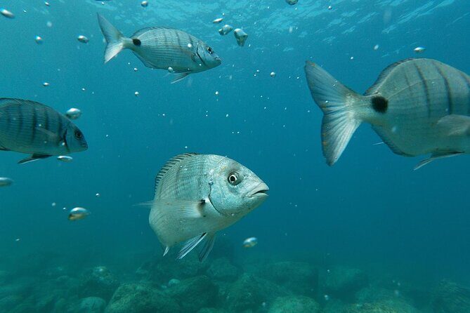 Tenerife: Guided kayak tour with snorkeling in a marine reserve - Real Traveler Insights