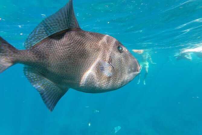 Tenerife: Guided kayak tour with snorkeling in a marine reserve - The Sum Up
