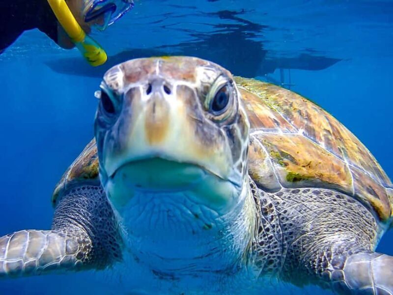 Tenerife: Guided Snorkeling Tour Incl. Gear - The Equipment and Safety