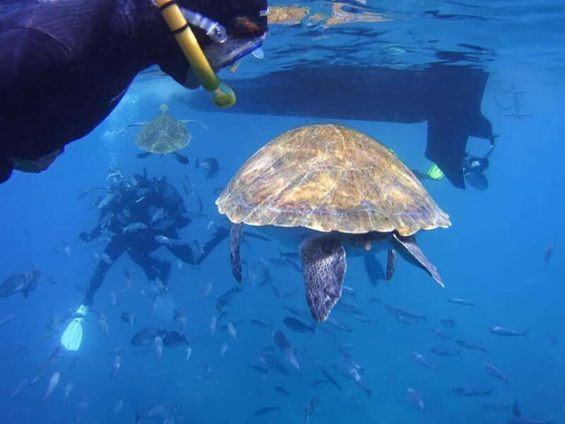 Tenerife: Guided Snorkeling Tour Incl. Gear - Logistics and Practicalities