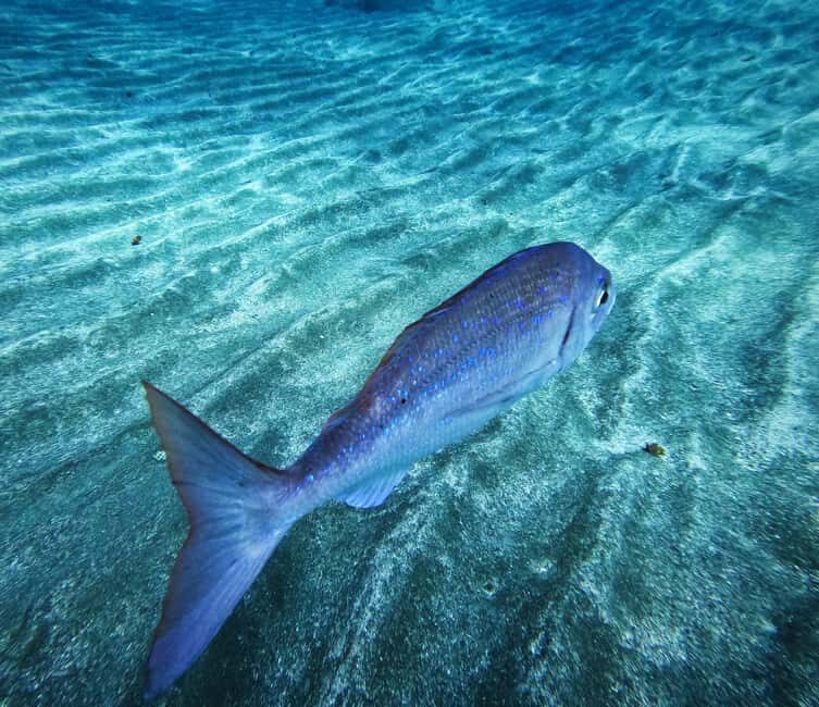 Tenerife: Guided snorkeling with equipment included in the clear waters - Why People Love This Tour