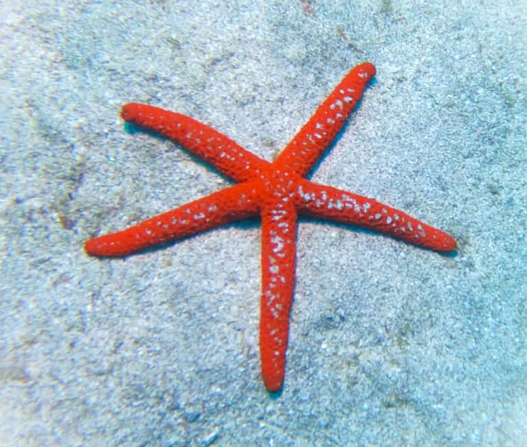 Tenerife: Guided snorkeling with equipment included in the clear waters - The Itinerary in Detail