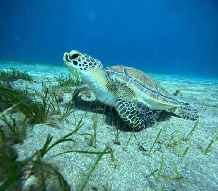 Tenerife: Half-Day Snorkeling Tour - Final Thoughts