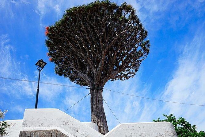 Tenerife Highlights Full-Day Tour - Who is This Tour Best For?