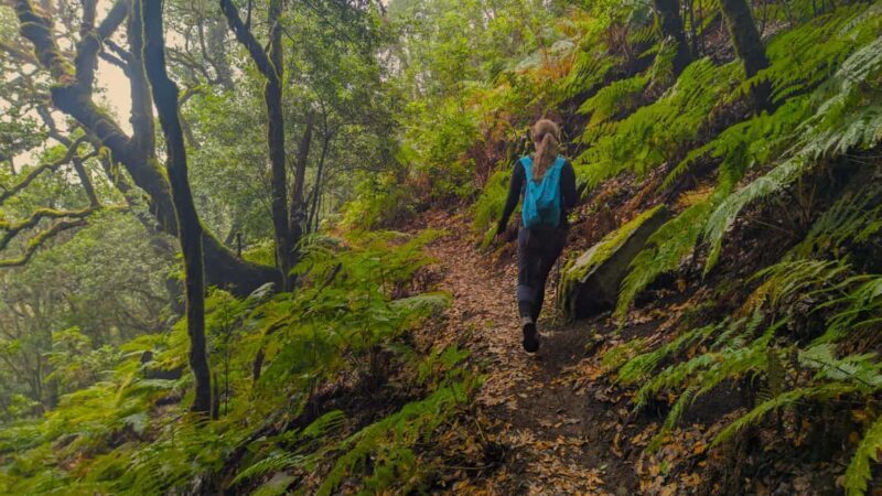 Tenerife: Hike Above Masca in Enchanted Forest with Pick-up - Key Points