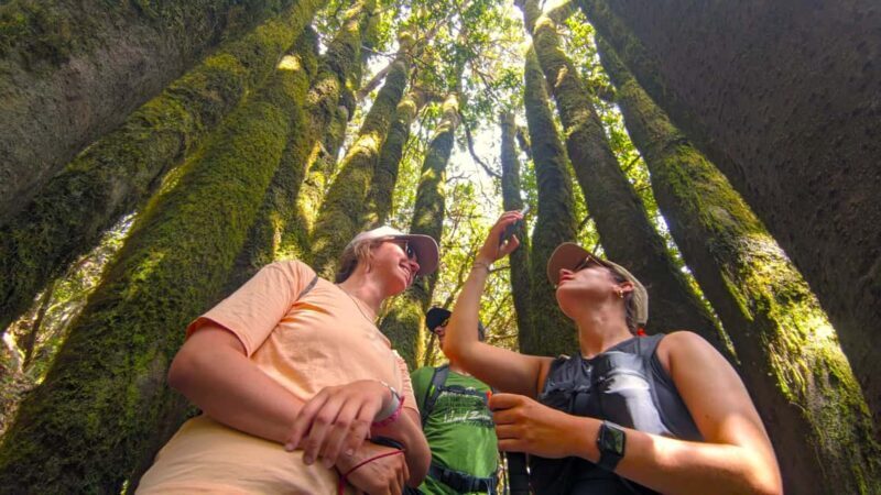 Tenerife: Hike Above Masca in Enchanted Forest with Pick-up - Exploring the Magic of Tenerifes Landscape
