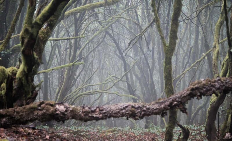 Tenerife: Hike Above Masca in Enchanted Forest with Pick-up - Who Would Love This Tour?