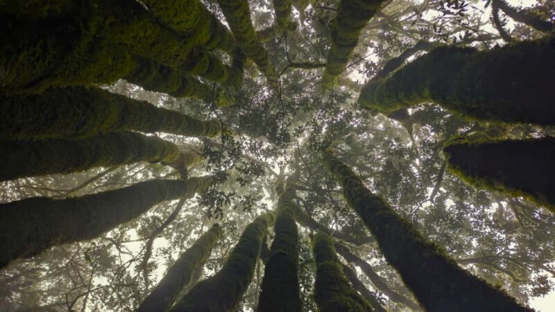 Tenerife: Hike Above Masca in Enchanted Forest with Pick-up - The Value and Who It’s Perfect For