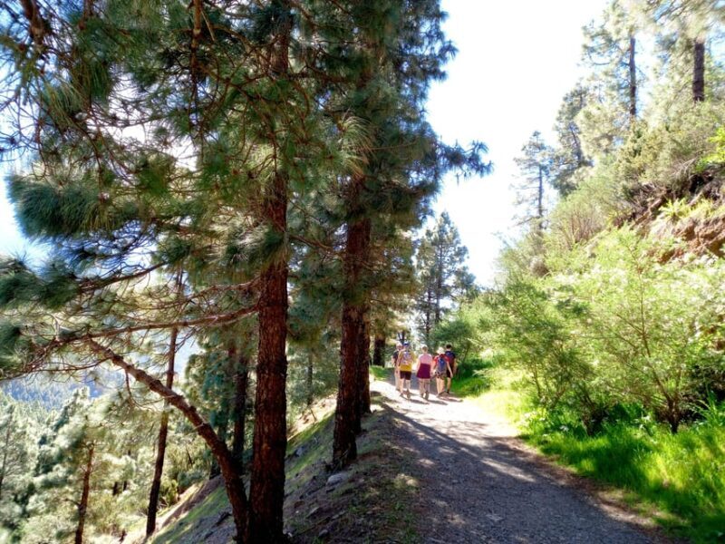 Tenerife: Hiking Above the Village of Masca - Is This Tour Right for You?