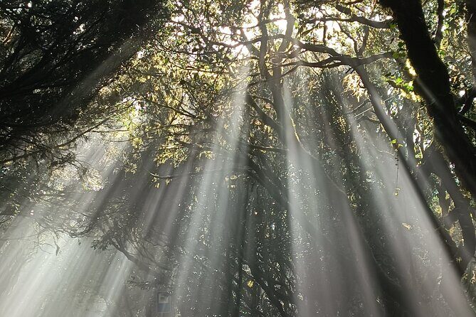 Tenerife: Hiking Tour in Anaga Mountains & Enchanted Forest - Final Thoughts