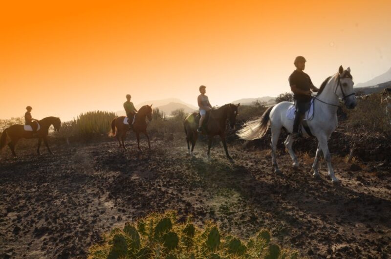 Tenerife: Horseback Ride with Instructor - What the Reviews Tell Us