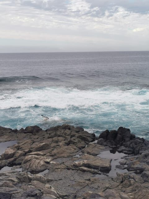 Tenerife Island, The Best Day Tour FOR CRUISE PASSENGERS - Key Points