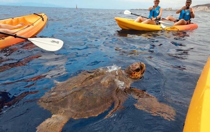 Tenerife: Kayak Safari and Sea Turtle Snorkeling - Equipment & Included Perks