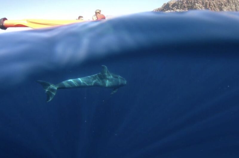 Tenerife: Kayak Safari and Sea Turtle Snorkeling - FAQ