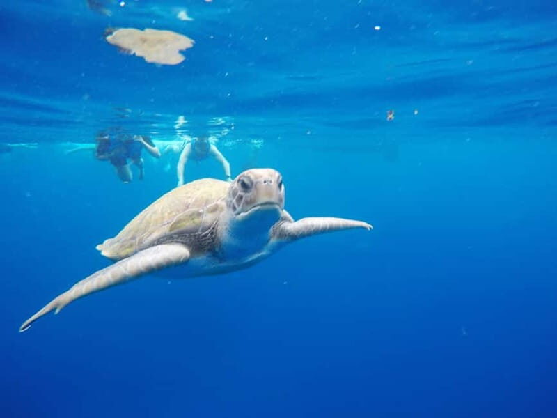 Tenerife: Kayak & Snorkel with Turtles & Dolphins w/Photos - Key Points