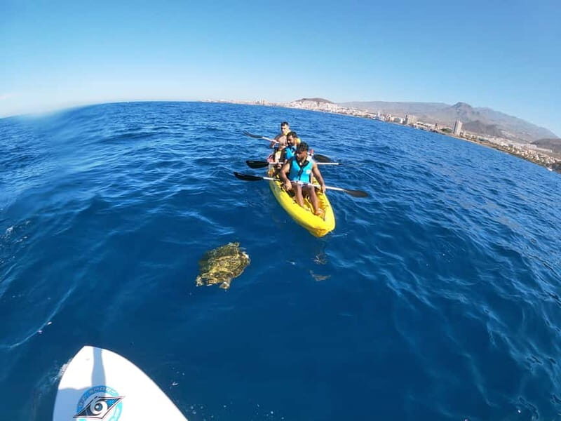 Tenerife: Kayak & Snorkel with Turtles & Dolphins w/Photos - Wildlife Encounters: Dolphins and Crabs