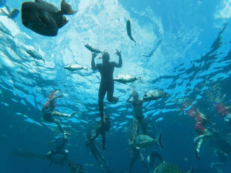 Tenerife: Kayak & Snorkeling, Marine Fauna Watching - Key Points