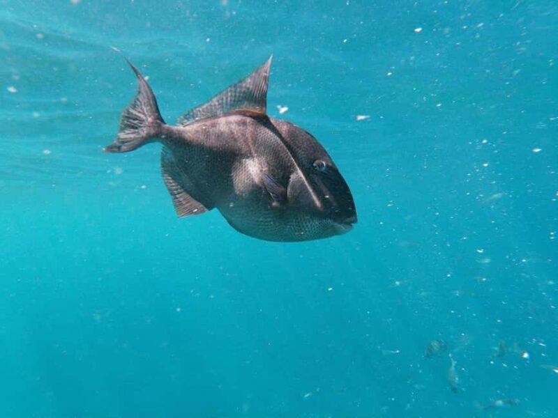 Tenerife: Kayak & Snorkeling, Marine Fauna Watching - Final Thoughts