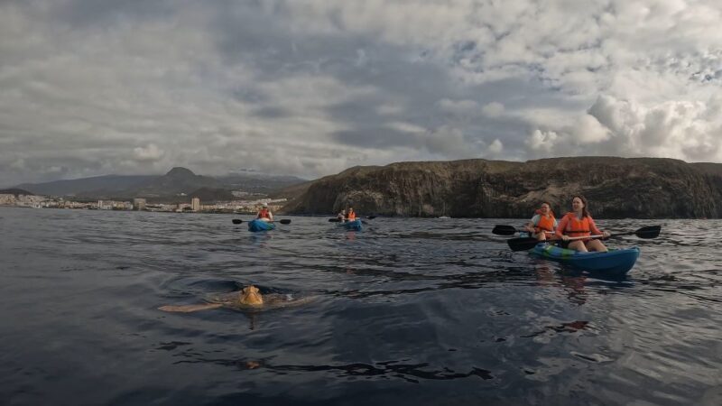 Tenerife: kayak tour with animals and underwater scooters - Who Should Consider This Experience?