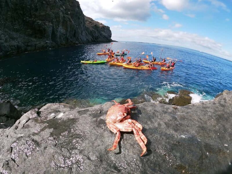 Tenerife: Kayak with Dolphins and Snorkel with Turtles - Final Thoughts