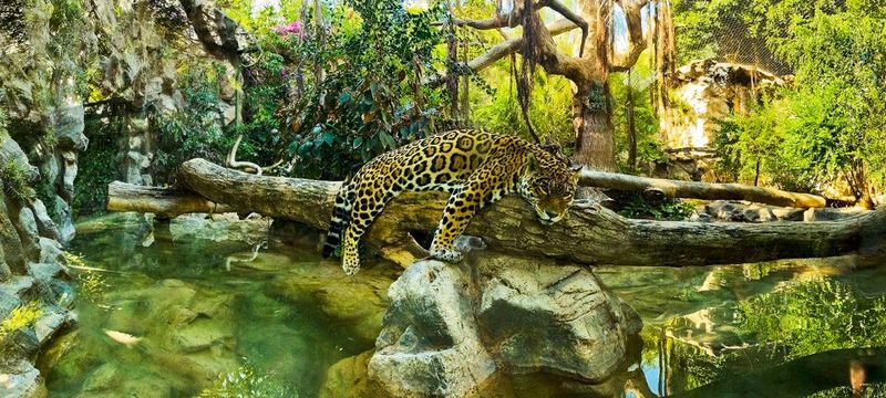 Tenerife: Loro Parque Entry Ticket - Getting There: Entrance Logistics, Parking, and the Bus/Train Reality