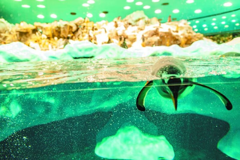 Tenerife: Loro Parque & Siam Park Entry Ticket with Transfer - Key Points