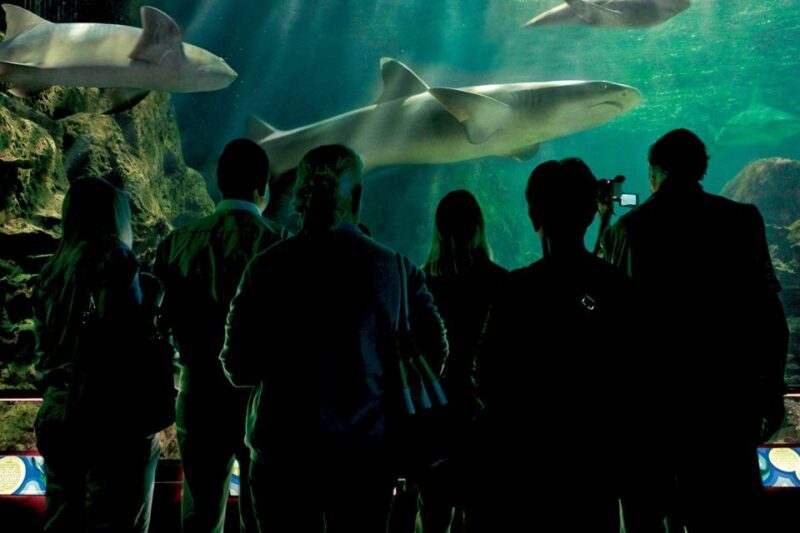 Tenerife: Loro Parque & Siam Park Entry Ticket with Transfer - Final Thoughts