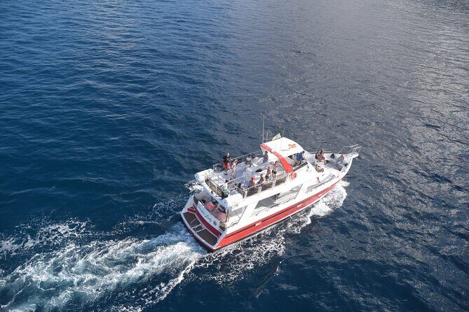 Tenerife Los Cristianos: Whale and Dolphin Eco-Yacht and Swim Stop - Our Take — Is It Worth It?