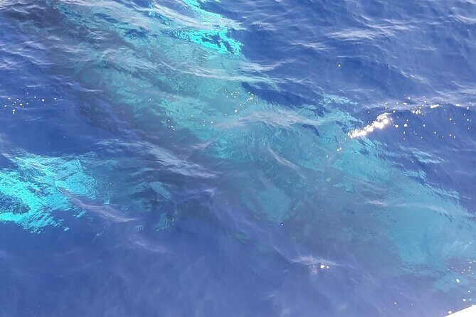 Tenerife Los Cristianos: Whale and Dolphin Eco-Yacht and Swim Stop - FAQ