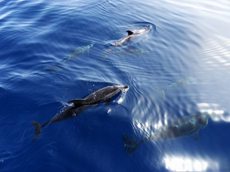 Tenerife: Los Gigantes Whale Watching Cruise by Sail Boat - An Authentic and Engaging Marine Adventure