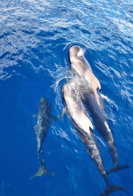 Tenerife: Marine-Life Tour with Transfer, Buffet and Drinks - Crew and guide vibe: named staff you’ll hear about