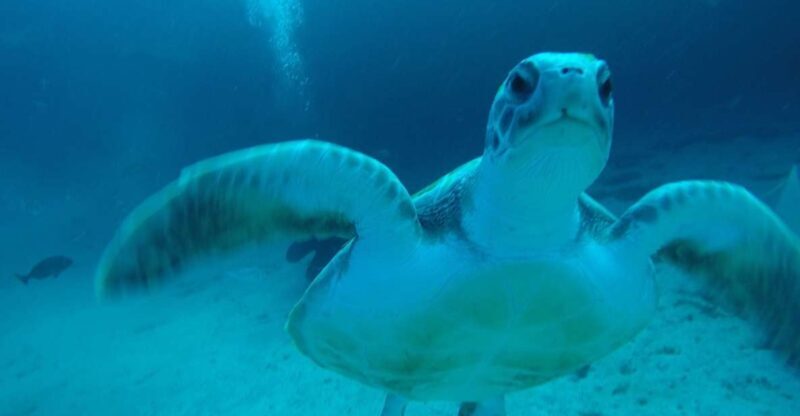 Tenerife : Private Dive for Beginners from a Boat - What is This Tenerife Private Dive Experience?